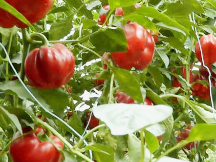 ��������ׯ�ʽ����Ի���