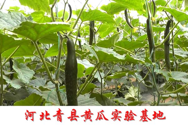 da764c7d703ccc0620561beae3137426 有机肥对农作物有什么用处